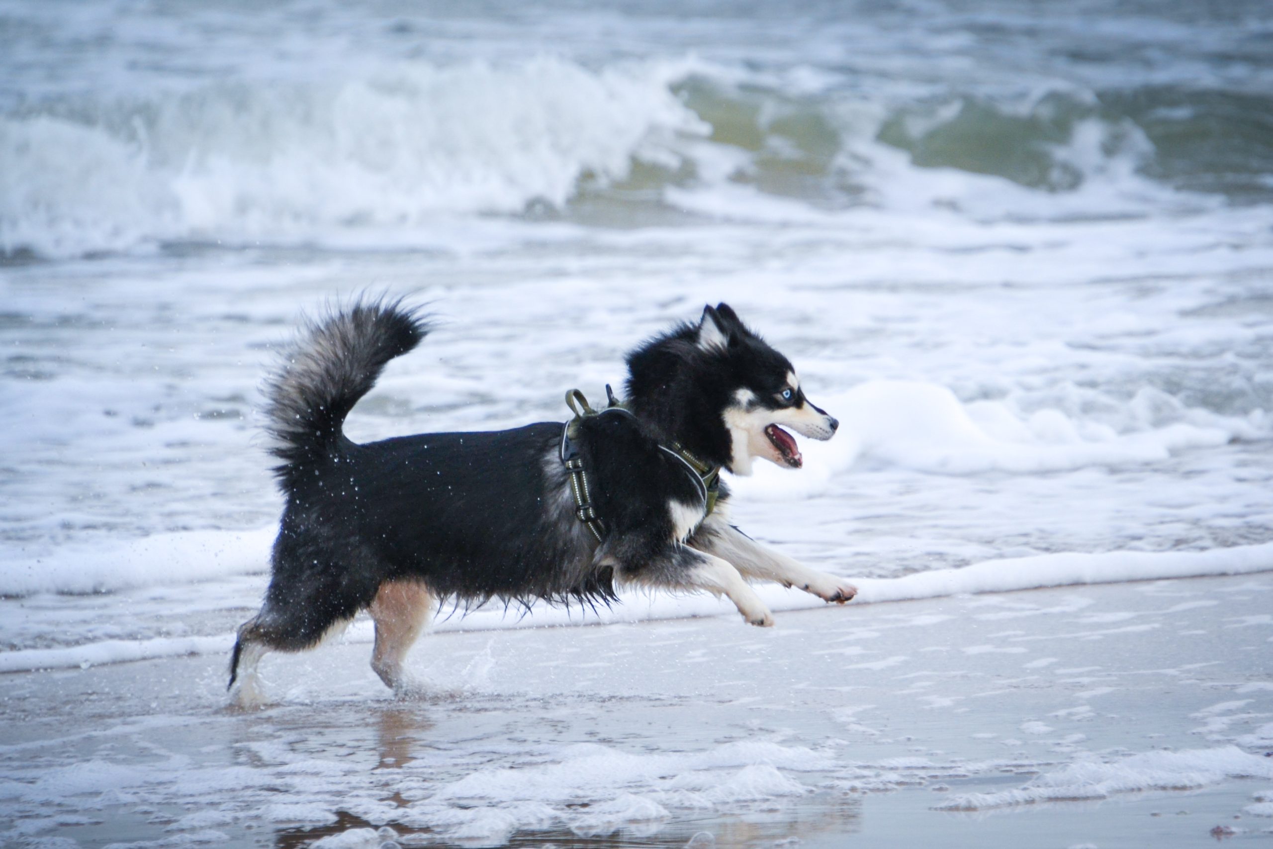 Pomsky Sportif