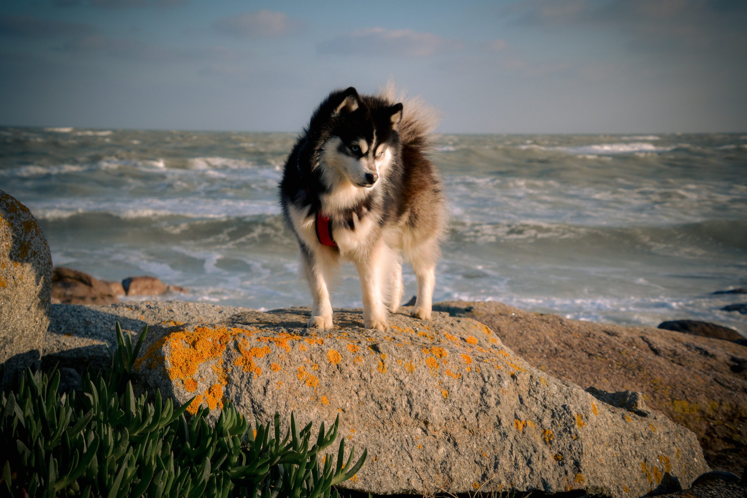 Pomsky Sociable