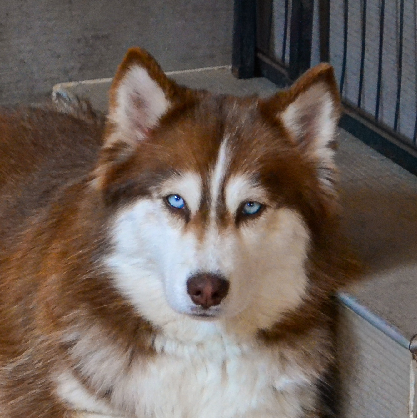 Photo Mère (Pomsky)