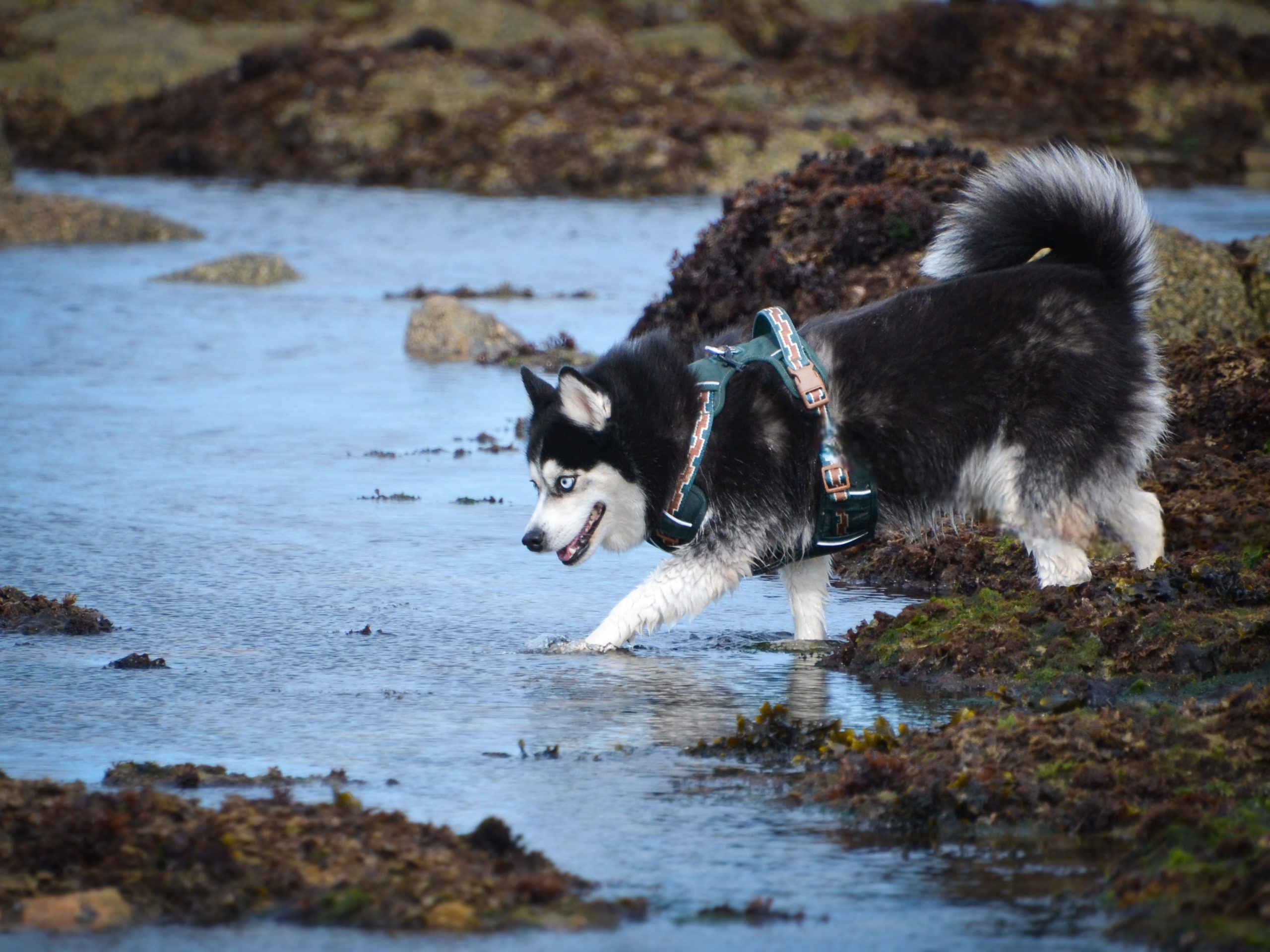 Pomsky Explorateur