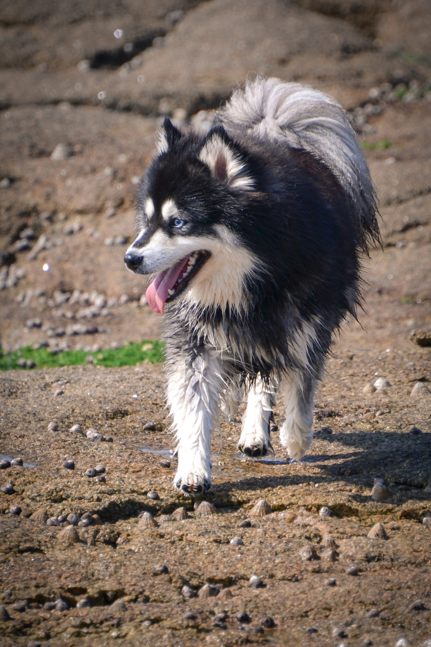 Pomsky après la plage