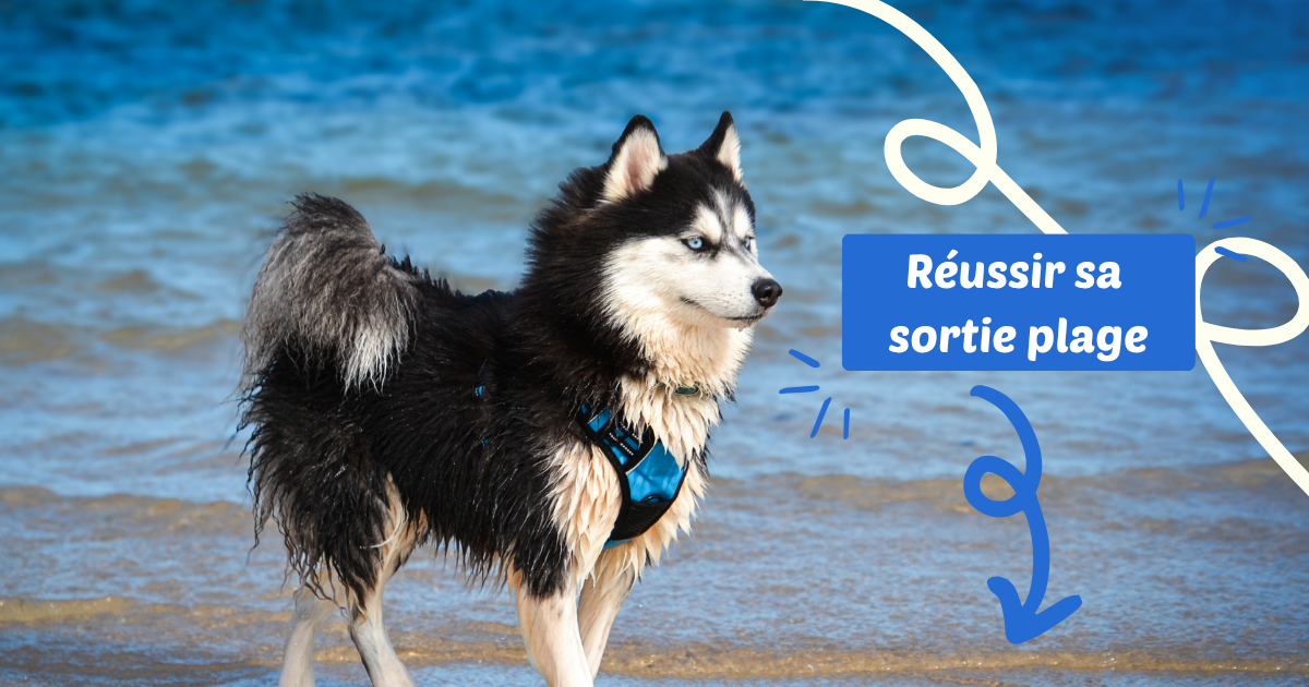 Pomsky, réussir sa sortie plage