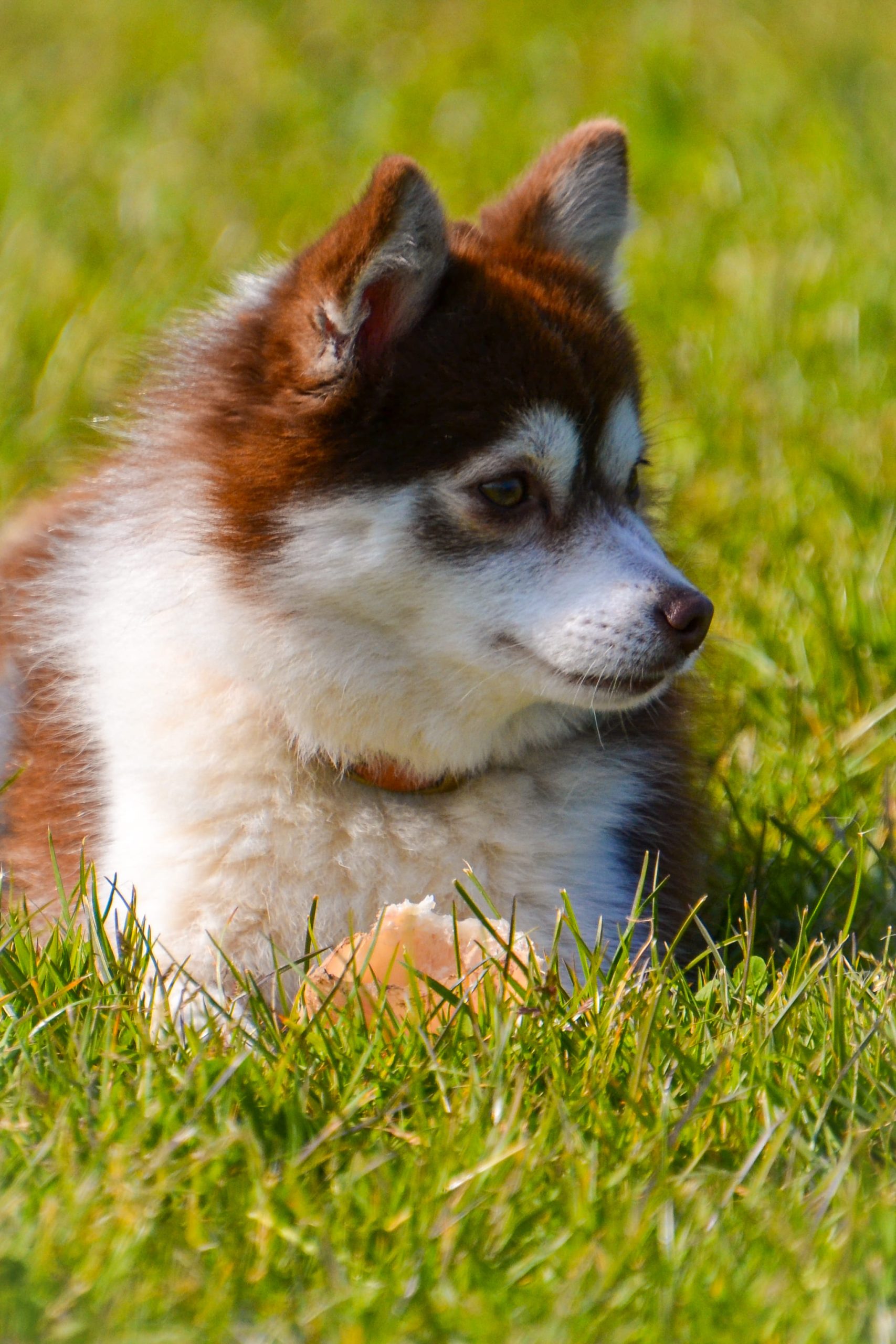 Husky